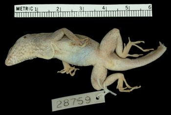 Media type: image;   Herpetology R-28759